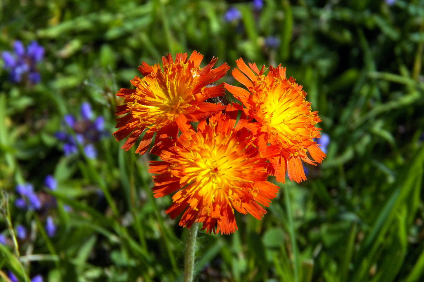 Изображение особи Pilosella aurantiaca.