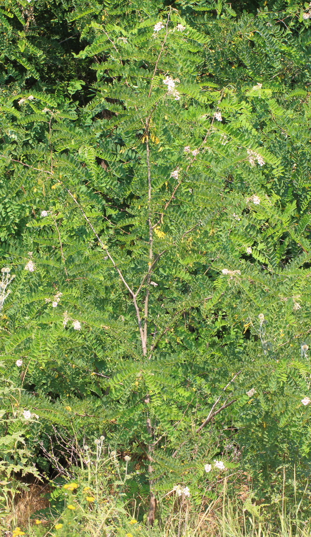 Image of Robinia &times; ambigua specimen.