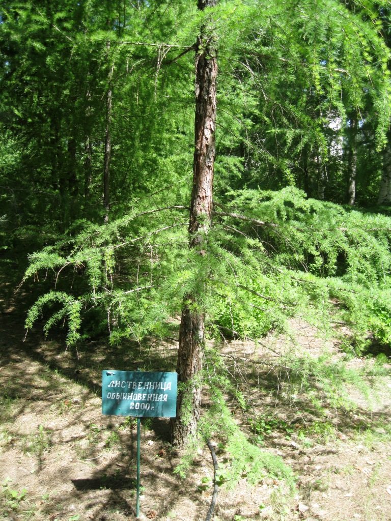 Image of Larix decidua specimen.