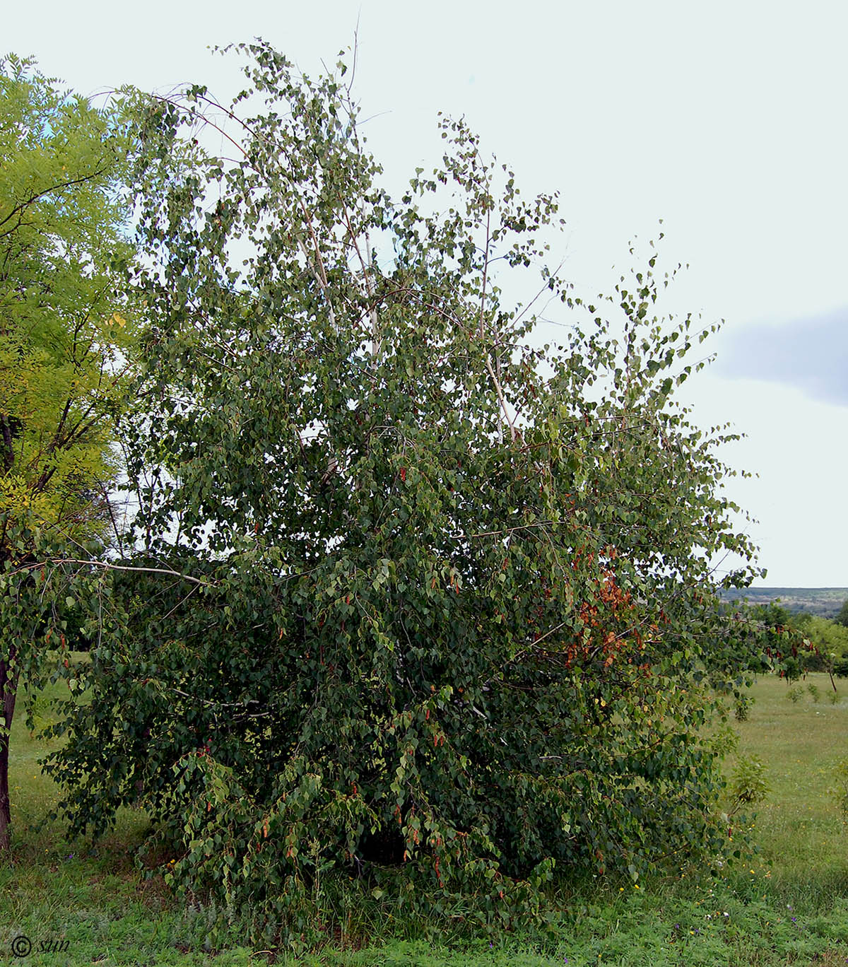 Изображение особи Betula pendula.