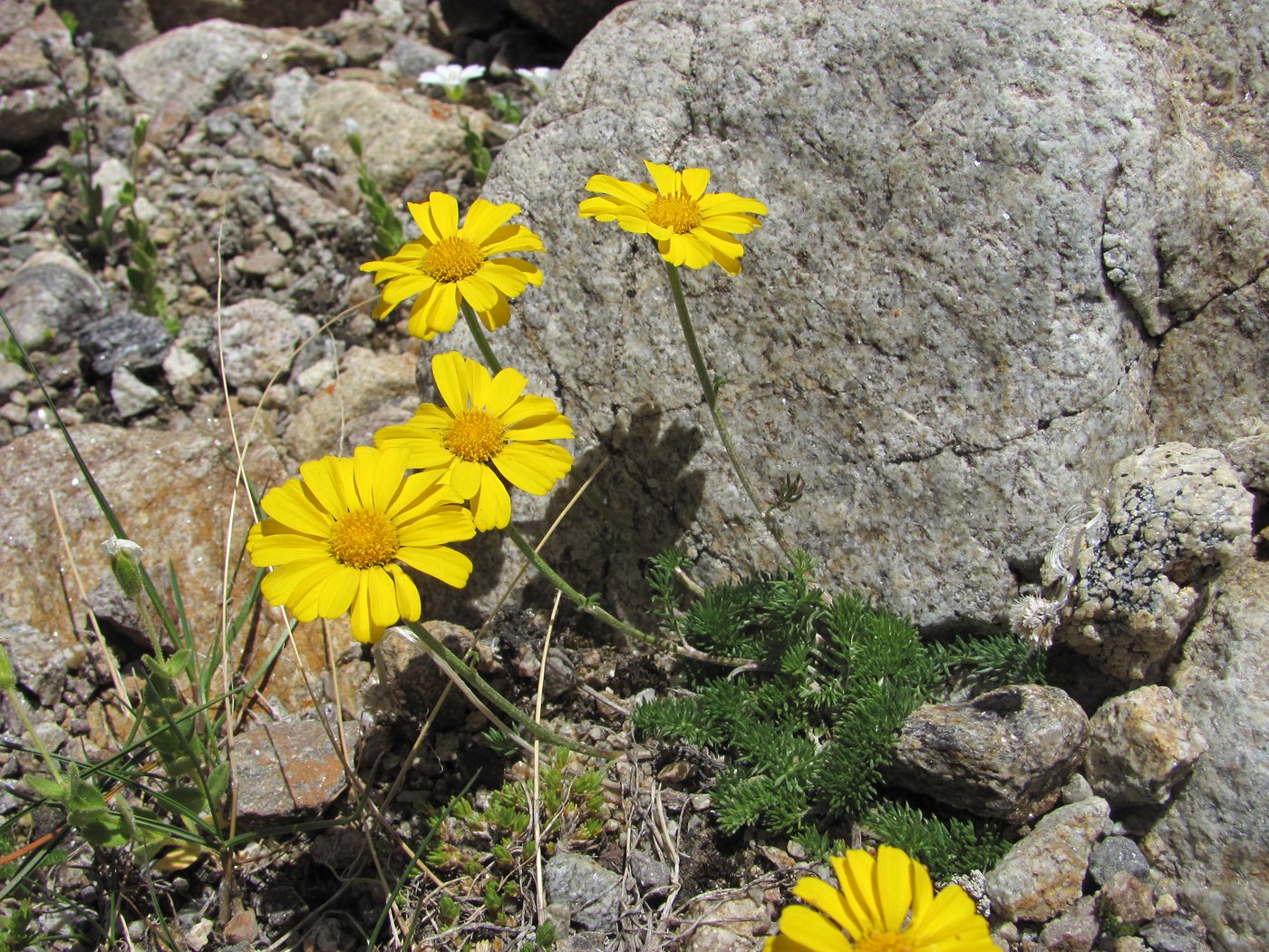 Image of Anthemis sosnovskyana specimen.