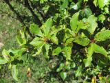 Berberis vulgaris. Часть ветви с поражёнными листьями. Кабардино-Балкария, Эльбрусский р-н, окр. пос. Эльбрус, ок. 1800 м н.у.м., луг. 27.07.2017.