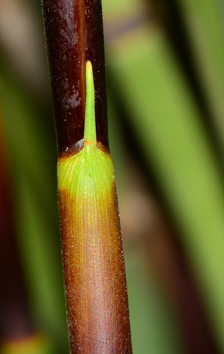 Изображение особи Elegia tectorum.