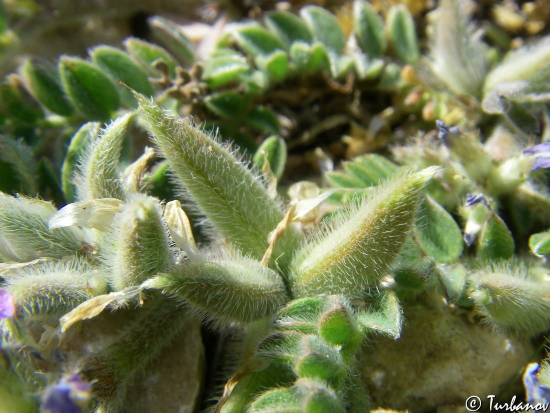 Image of Astragalus sinaicus specimen.
