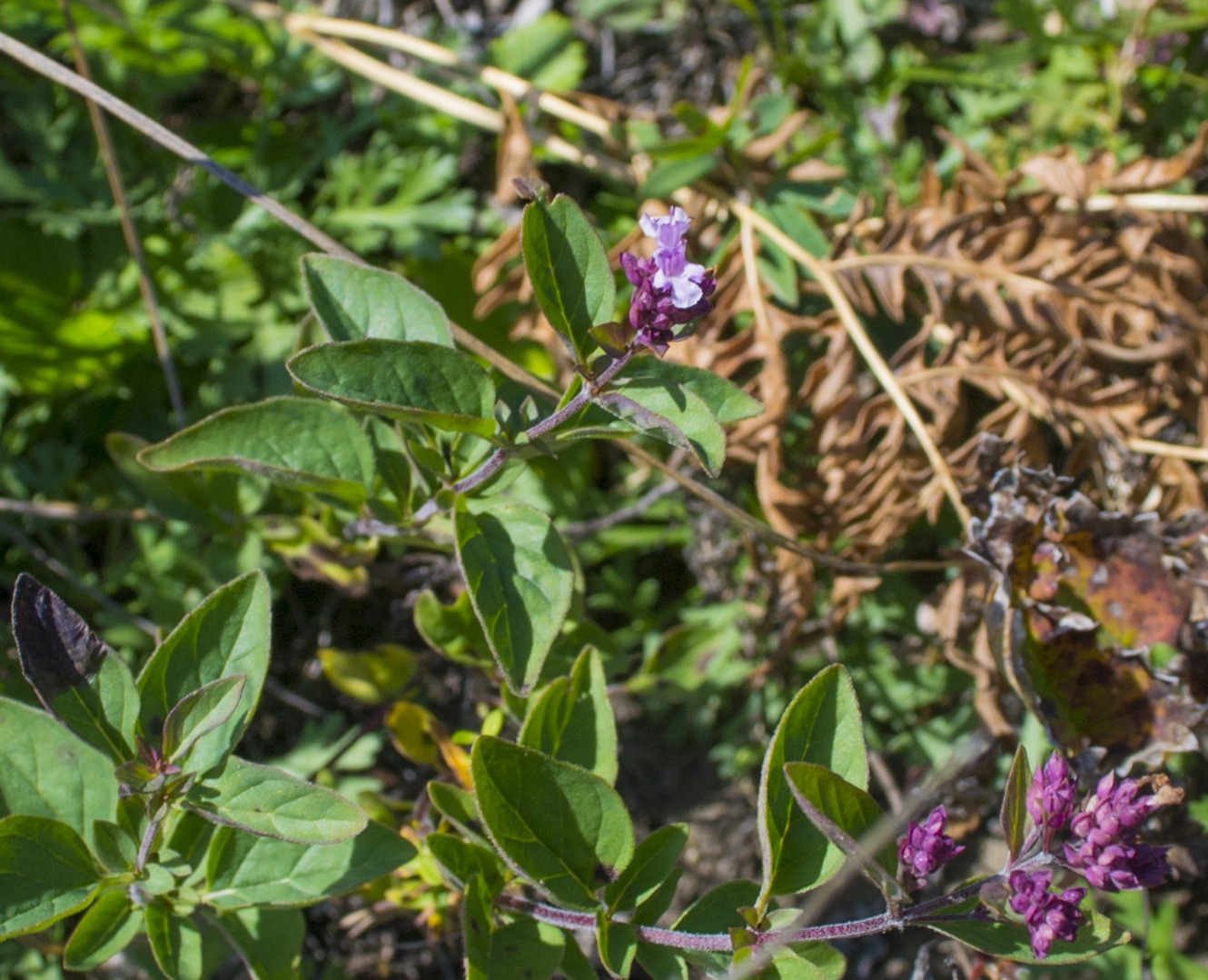 Изображение особи Origanum vulgare.