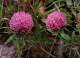 Trifolium pratense