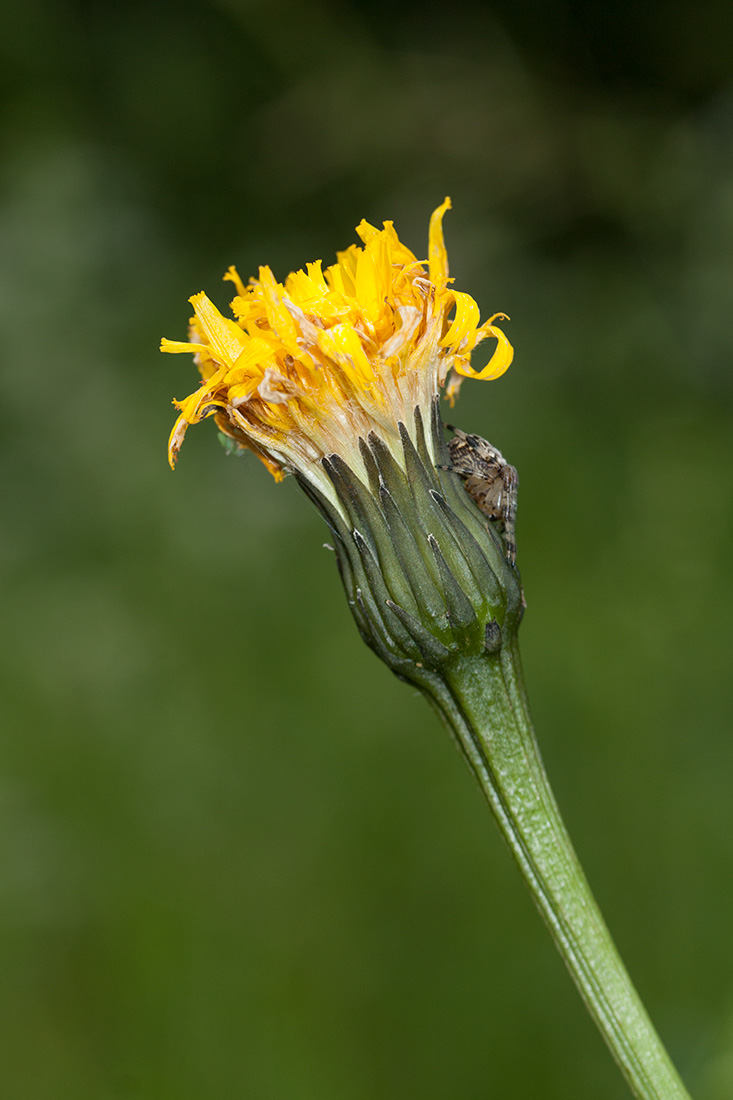 Изображение особи Leontodon hispidus ssp. hastilis.