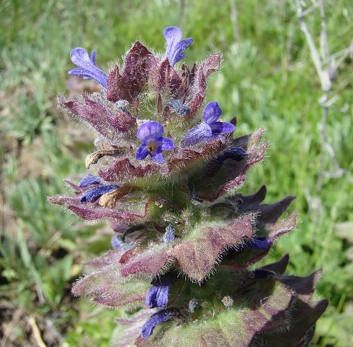 Image of Ajuga orientalis specimen.