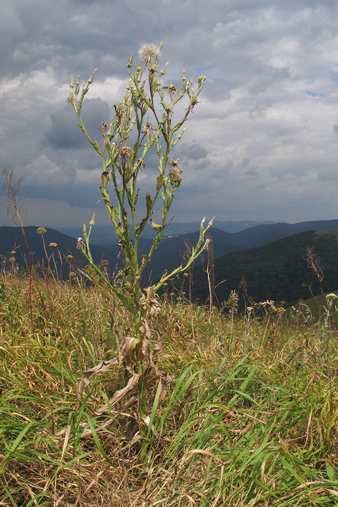 Image of Tragopogon dasyrhynchus specimen.