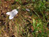 Campanula rotundifolia. Соцветие с цветком и бутоном. Магаданская обл., окр. г. Магадан, бухта Нагаева, Морпортовская сопка, каменноберезняк, у тропы. 06.08.2016.