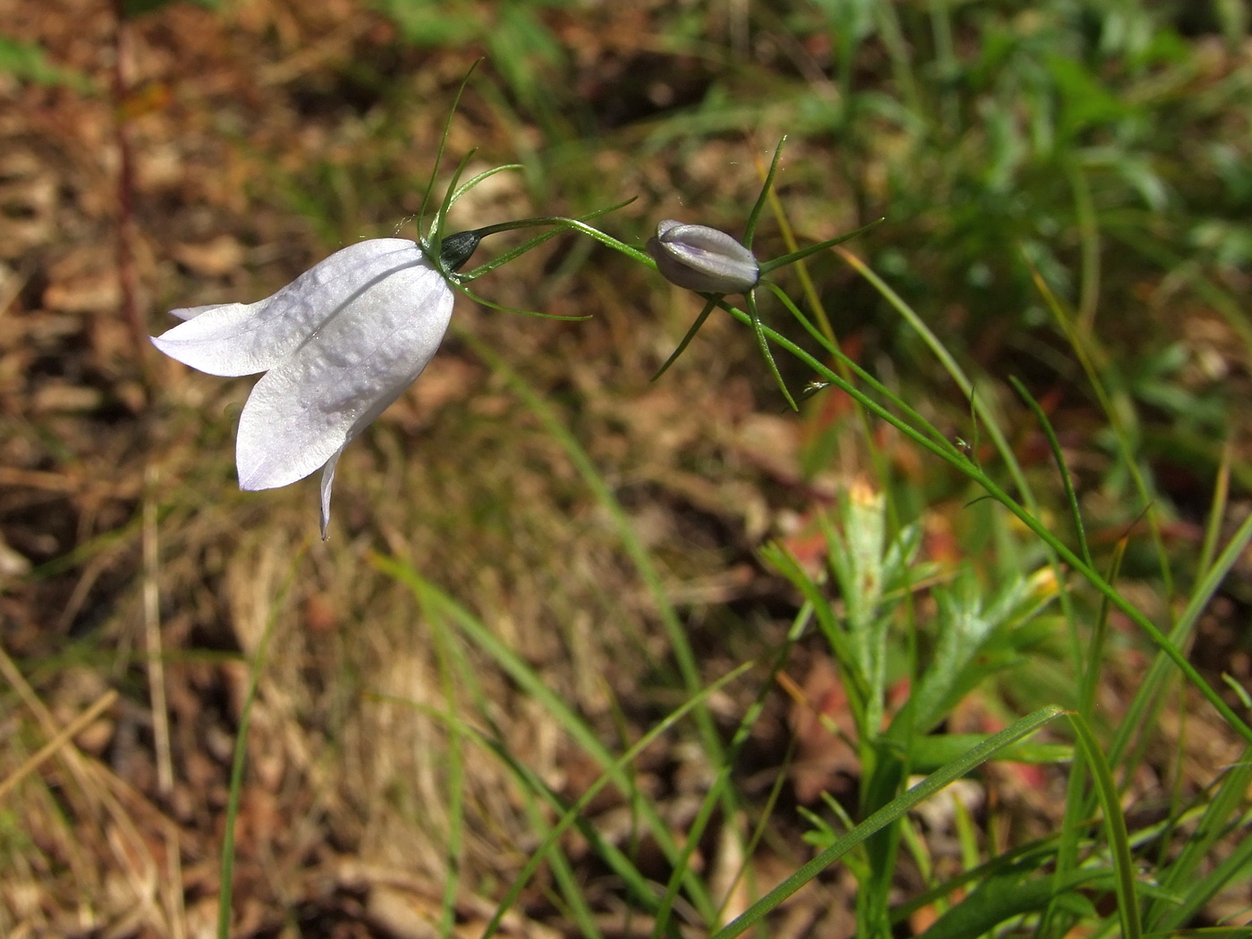 Изображение особи Campanula rotundifolia.