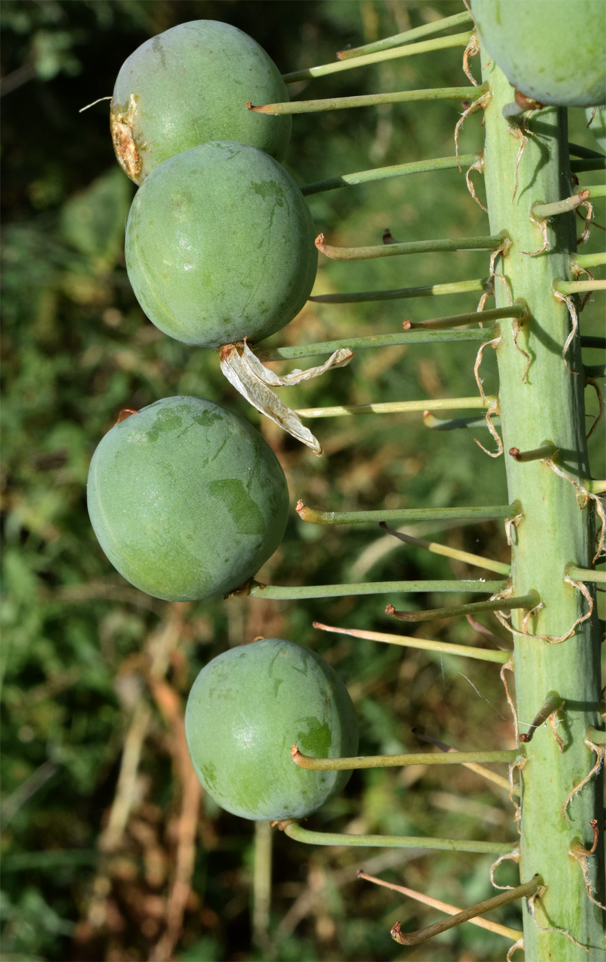 Изображение особи Eremurus robustus.