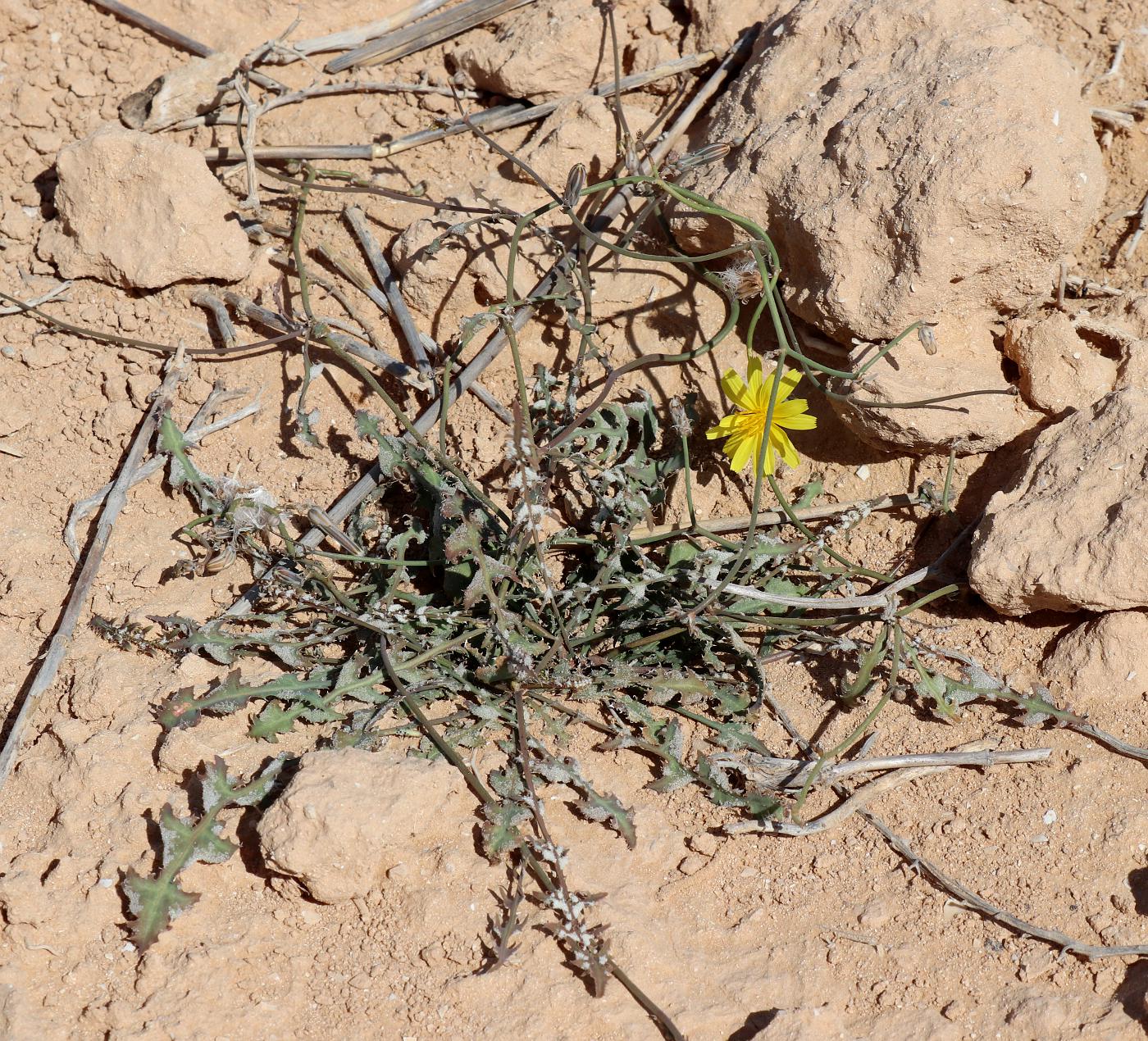 Image of Launaea nudicaulis specimen.