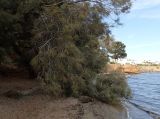 Tamarix smyrnensis