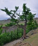 Larix sibirica. Взрослое дерево. Монголия, аймак Уверхангай, восточные отроги хребта Хангай, верховья р. Улаан-Гол, ≈ 2000 м н.у.м., обрывистый каменистый склон. 03.06.2017.