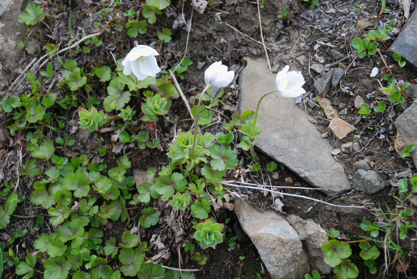 Изображение особи Anemone parviflora.