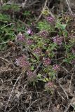 род Thymus. Цветущее и плодоносящее растение. Иркутская обл., Иркутский р-н, пос. Листвянка, скалистый берег. 27.07.2017.