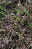 genus Thymus. Цветущее и плодоносящее растение. Иркутская обл., Иркутский р-н, пос. Листвянка, скалистый берег. 27.07.2017.