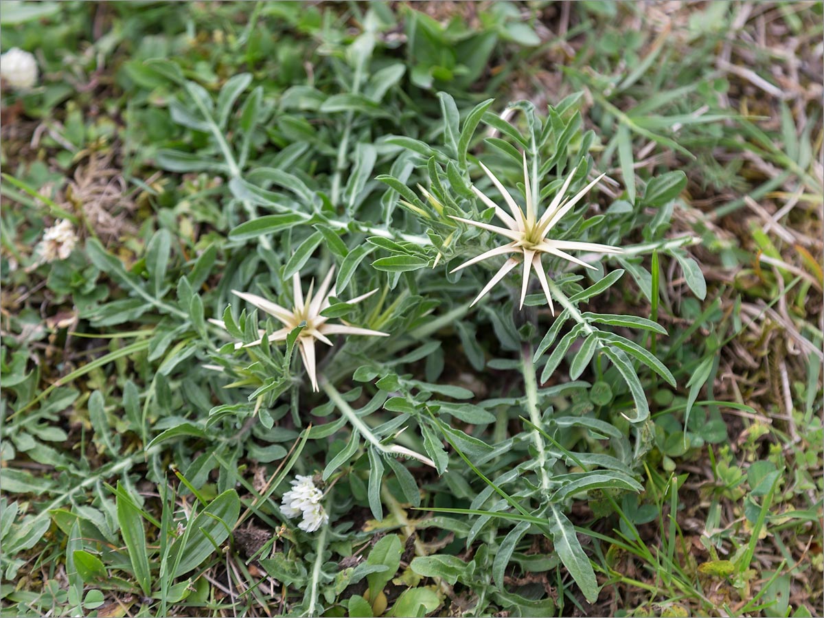 Image of Centaurea iberica specimen.