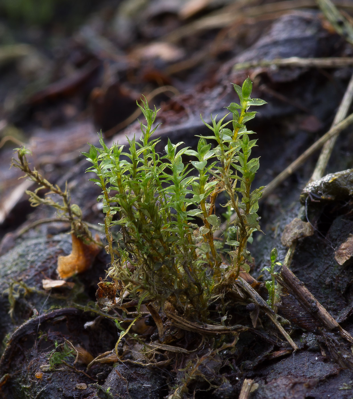 Image of genus Bryum specimen.