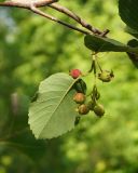 род Amelanchier. Незрелое соплодие и лист (вид с нижней стороны). Восточный Казахстан, г. Усть-Каменогорск, парк Жастар, в культуре. 20.06.2017.