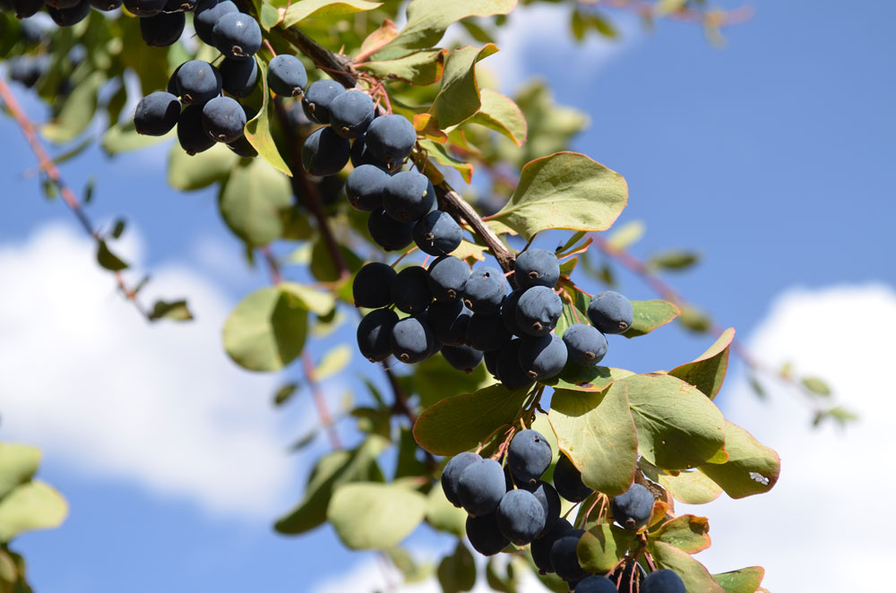 Изображение особи Berberis sphaerocarpa.