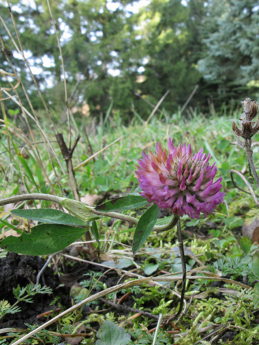 Изображение особи Trifolium pratense.