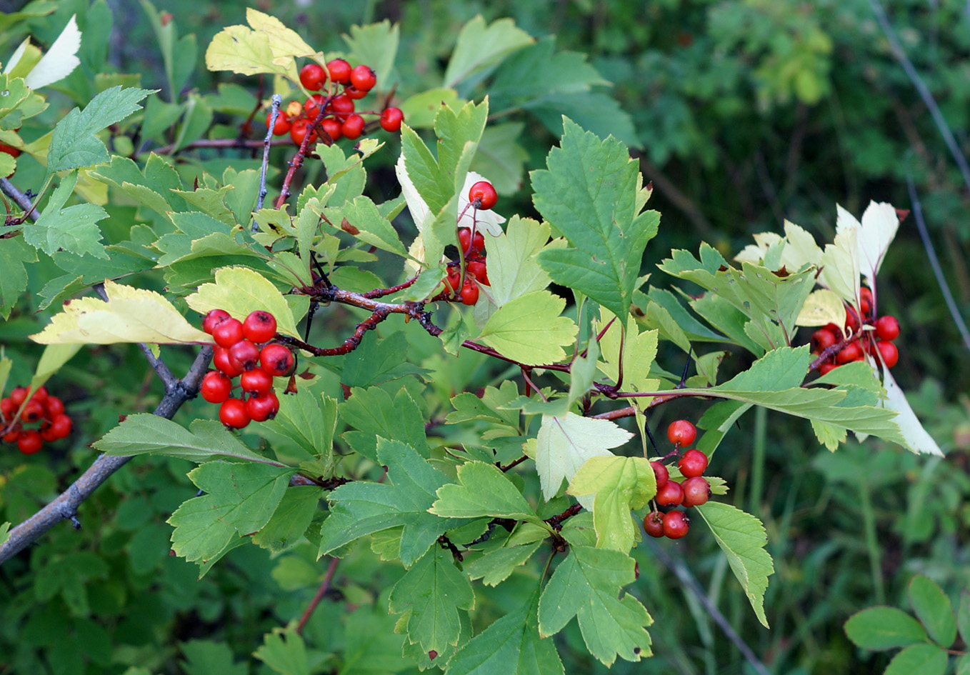 Image of Crataegus dahurica specimen.