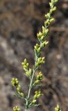 Artemisia serotina