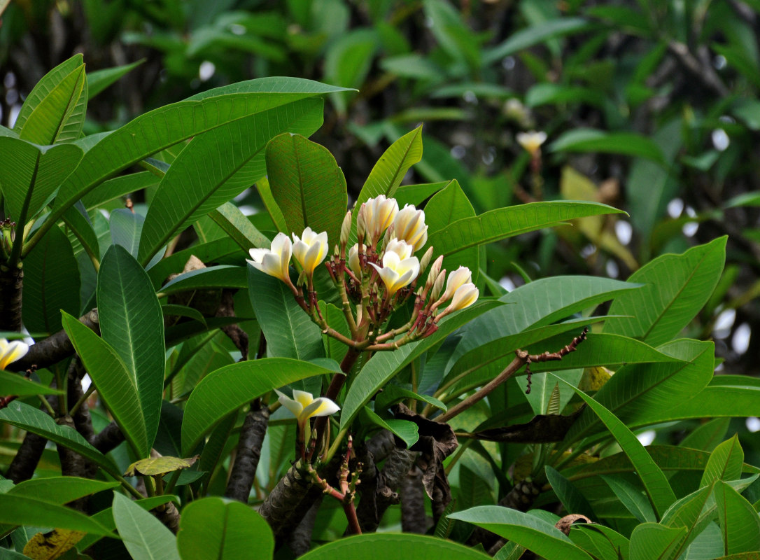 Image of Plumeria rubra var. acutifolia specimen.