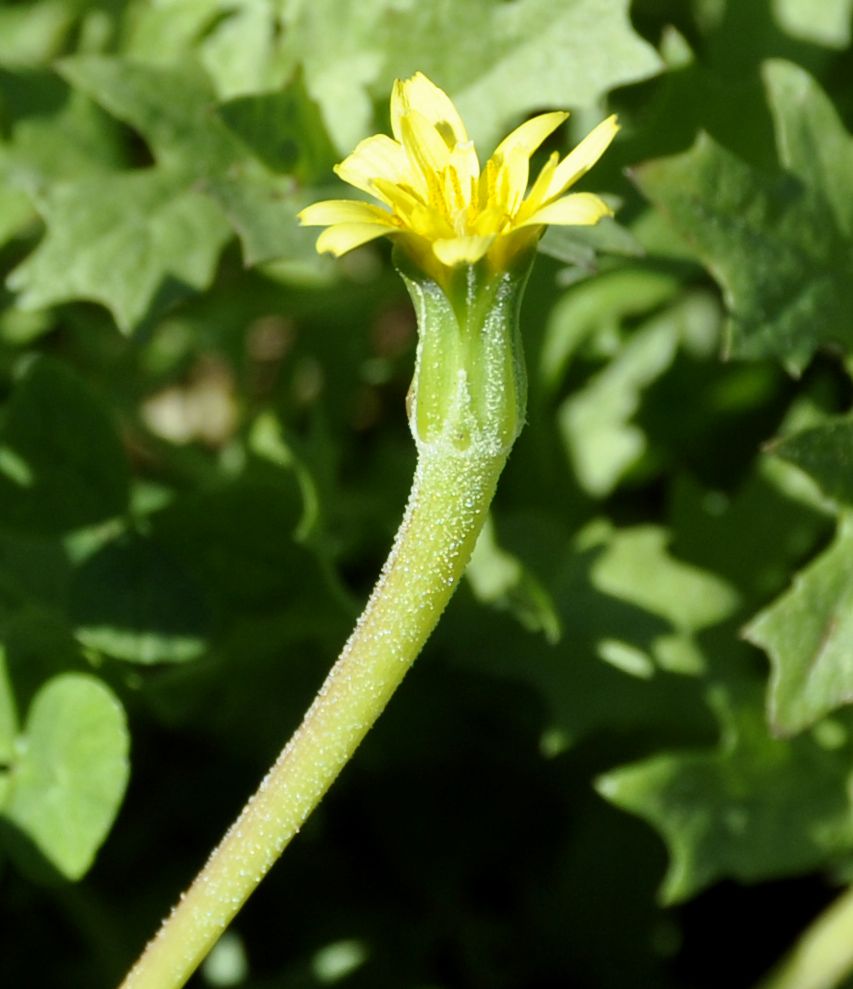Изображение особи Hyoseris scabra.