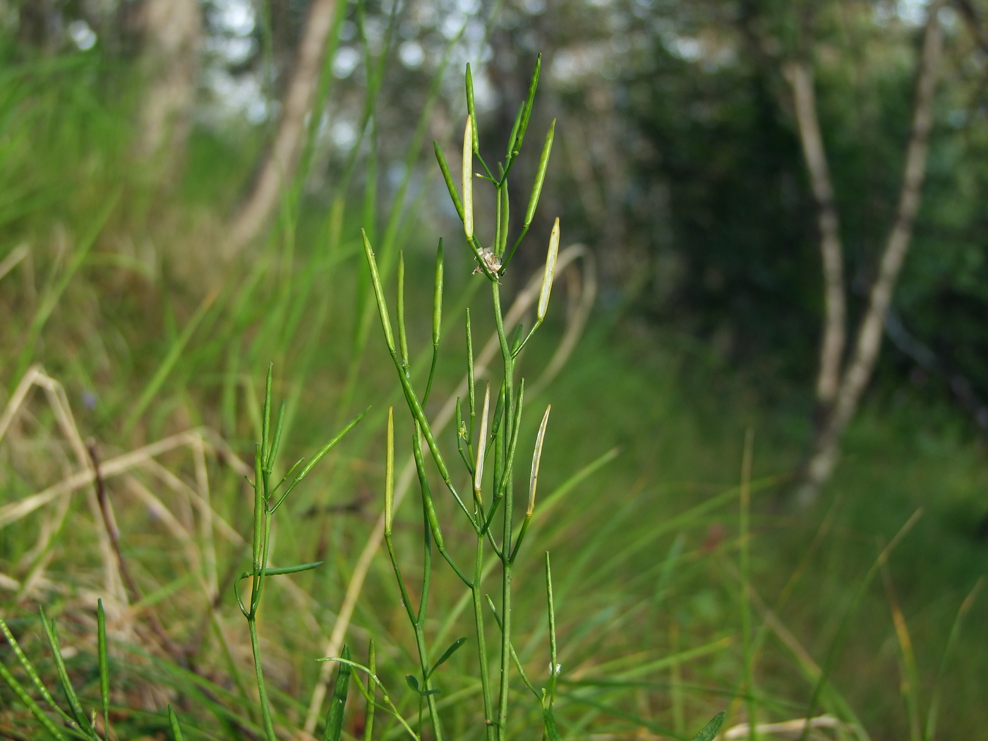 Изображение особи Cardamine umbellata.