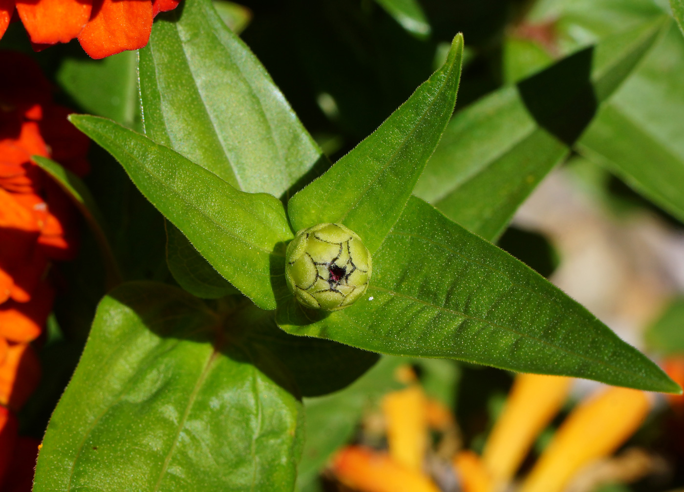 Изображение особи Zinnia elegans.