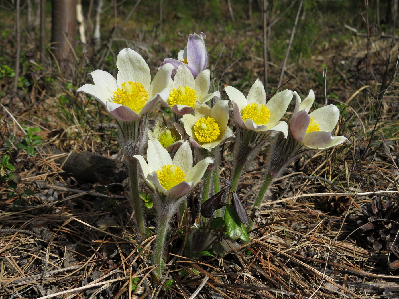 Image of Pulsatilla orientali-sibirica specimen.