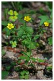 Ranunculus cassubicus