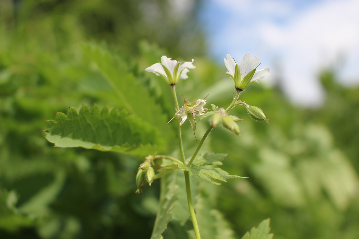 Image of Geranium krylovii specimen.