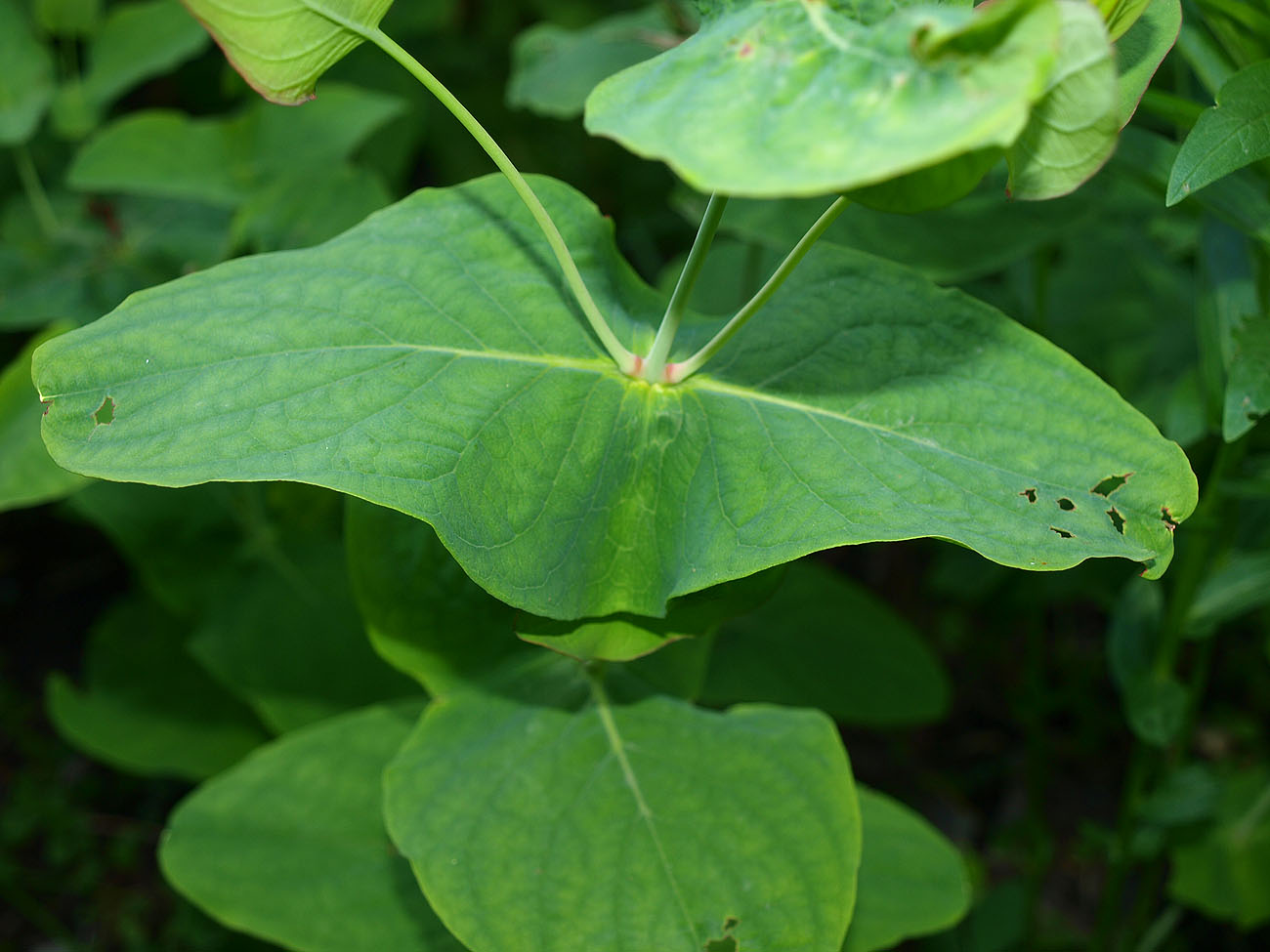 Изображение особи Hypericum bupleuroides.