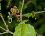 Euonymus verrucosus. Цветок и части листьев. Башкортостан, Мелеузовский р-н, долина р. Нугуш, каньон Пятилистник, правый берег. 11 июня 2018 г.