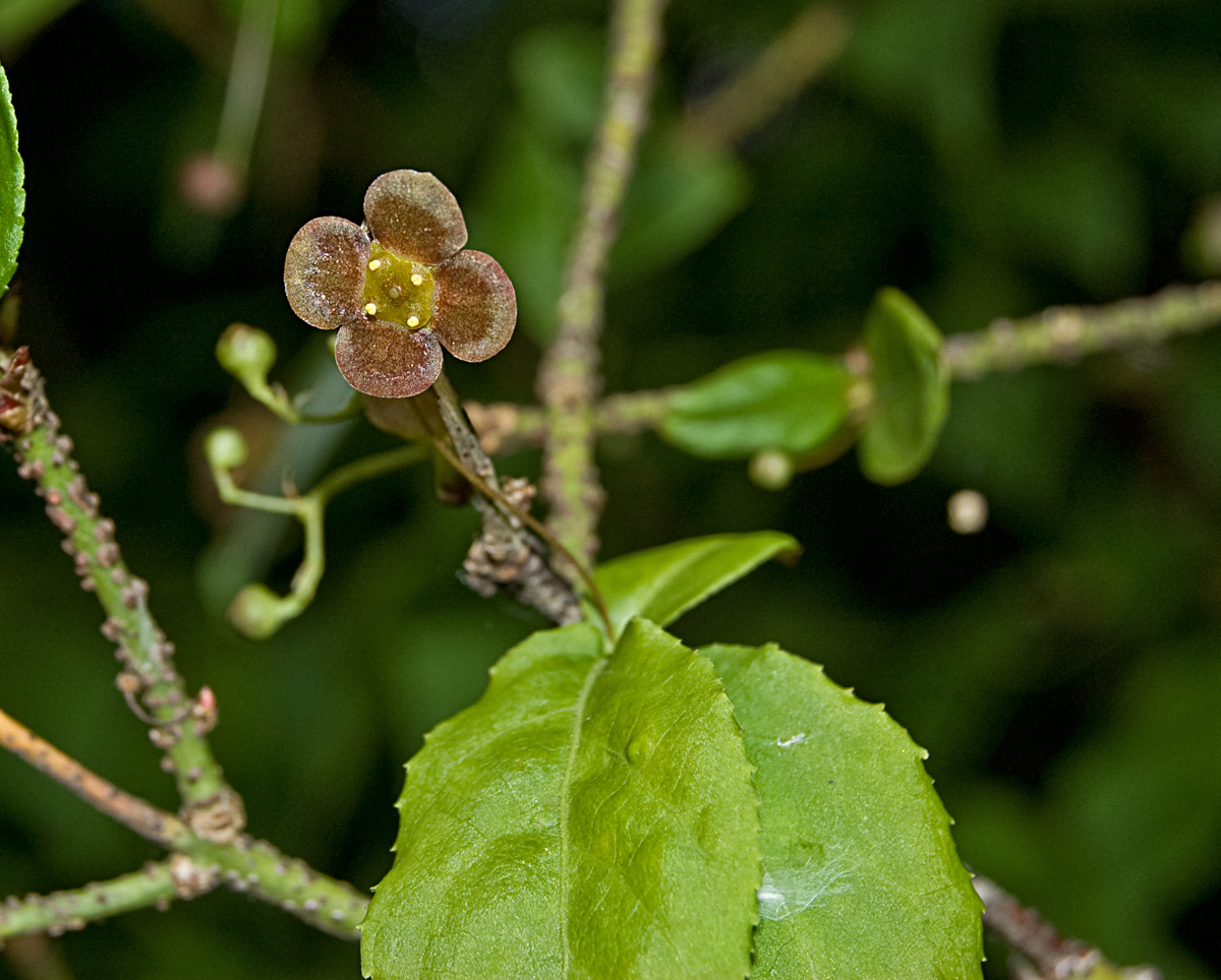 Изображение особи Euonymus verrucosus.