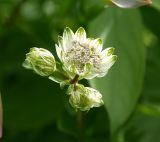 Astrantia pontica. Верхушка зацветающего растения. Москва, Воробьёвы горы, Ботанический сад МГУ, в культуре из Адыгеи. 14.06.2018.