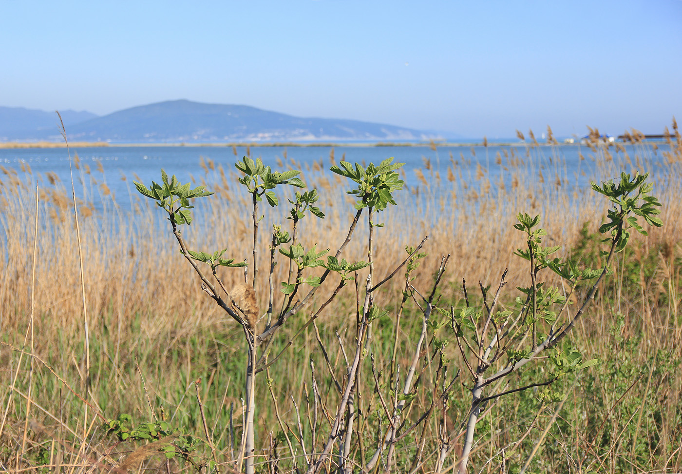 Image of Ficus carica specimen.