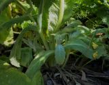 Verbascum phlomoides. Основание растения с молодыми побегами. Пермский край, г. Пермь, Свердловский р-н, разнотравный некошеный газон. 17.07.2018.