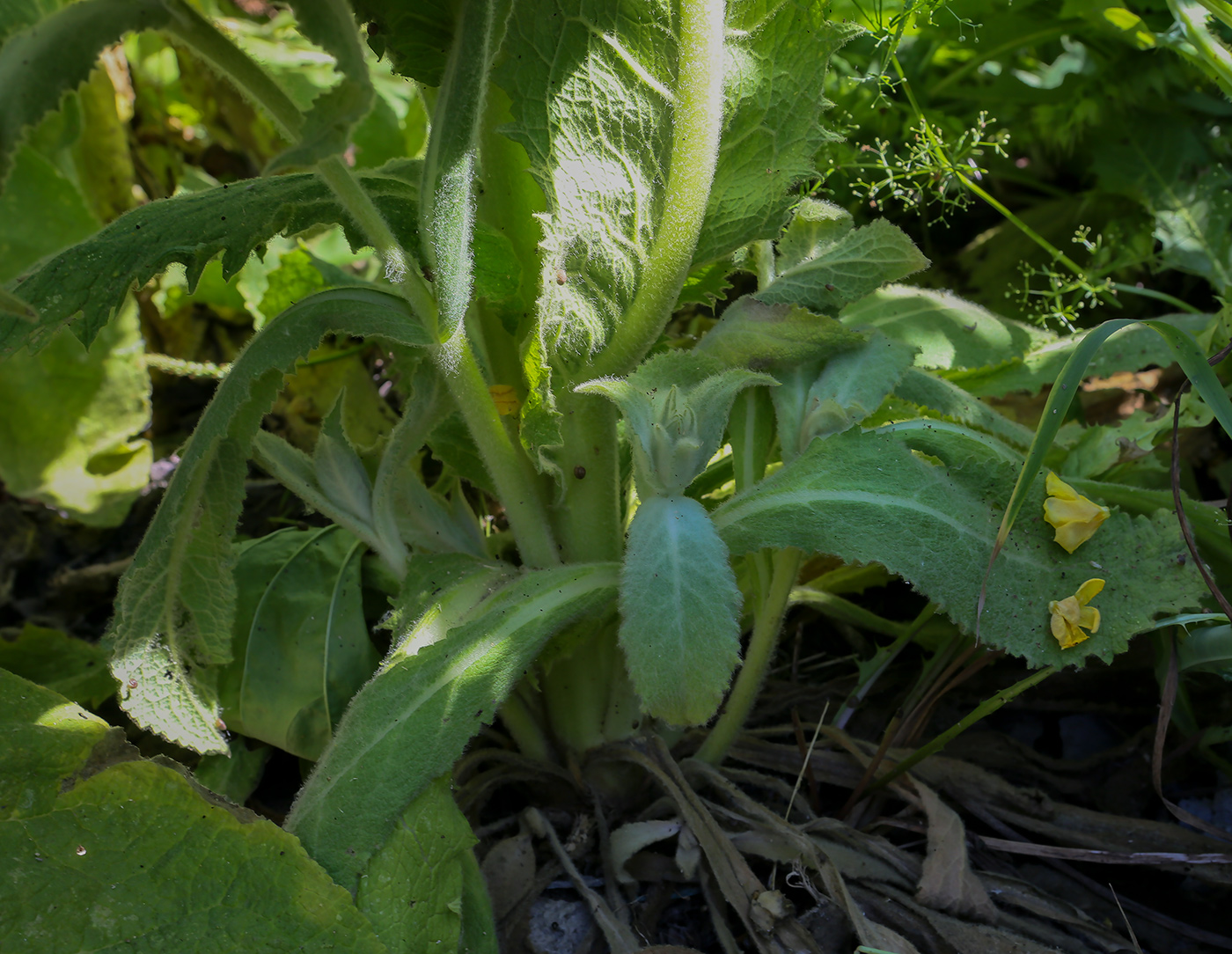 Изображение особи Verbascum phlomoides.