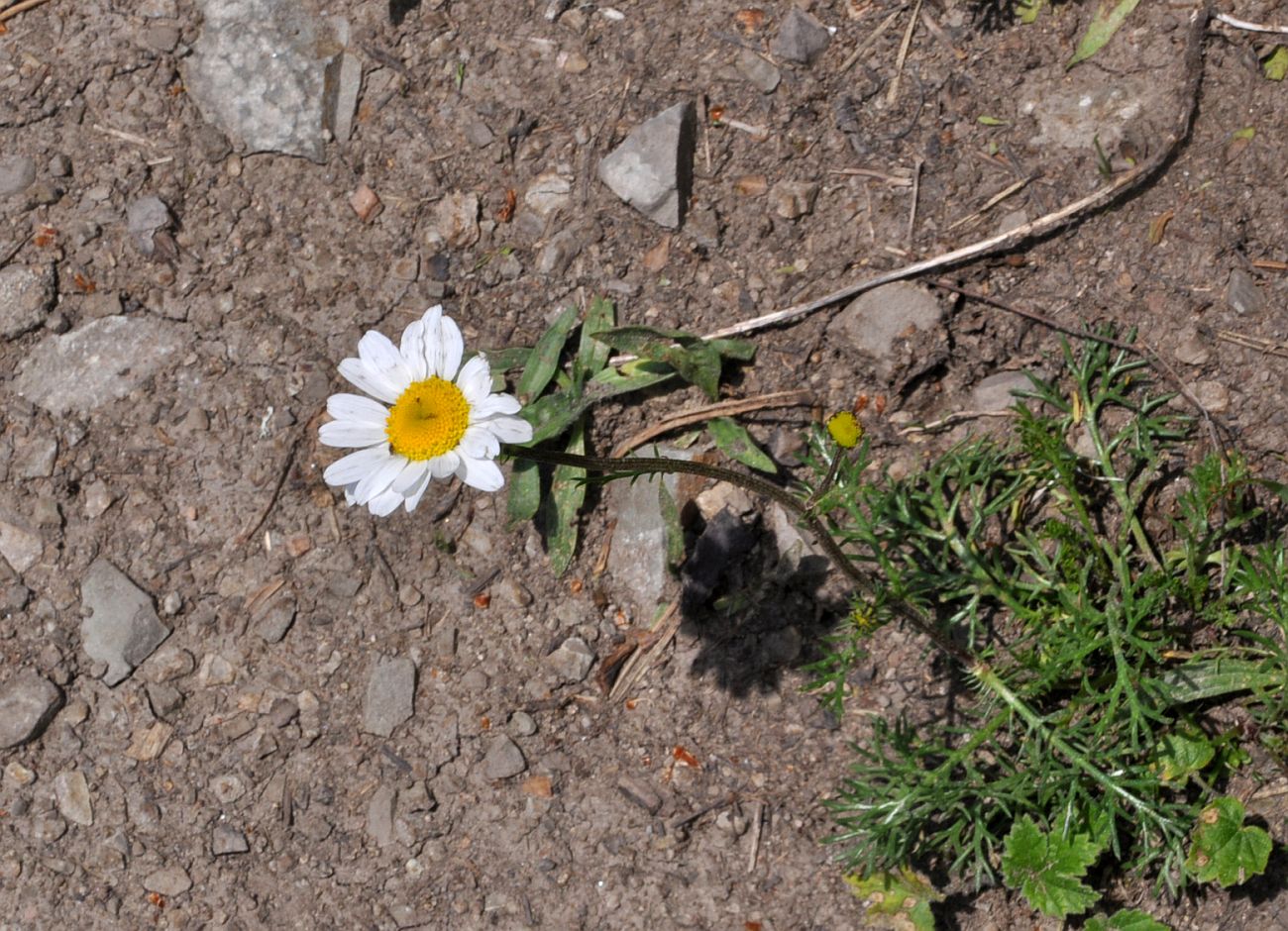 Изображение особи Tripleurospermum elongatum.