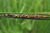 Carex aquatilis