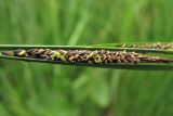 Carex aquatilis. Пестичный колосок с созревающими плодами. Нидерланды, провинция Drenthe, национальный парк Drentsche Aa, заболоченный луг в пойме реки Oudemolense Diep. 13 июня 2010 г.