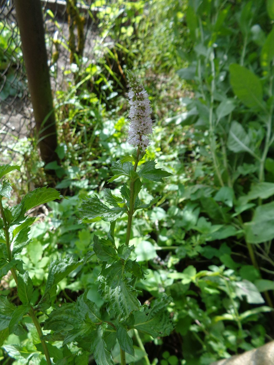 Image of Mentha spicata specimen.