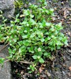 Stellaria media