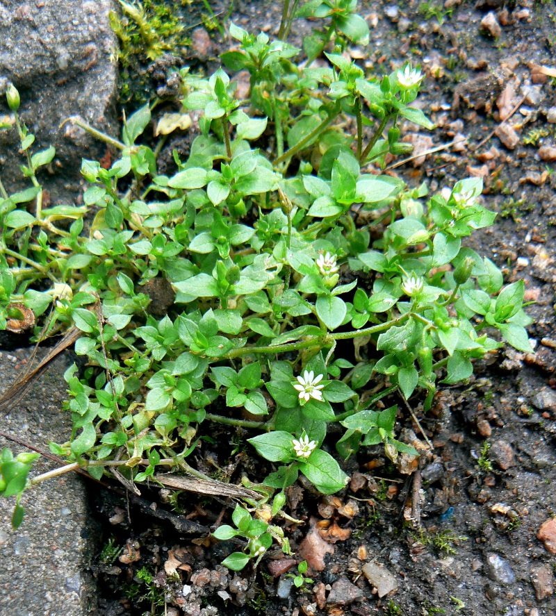 Image of Stellaria media specimen.