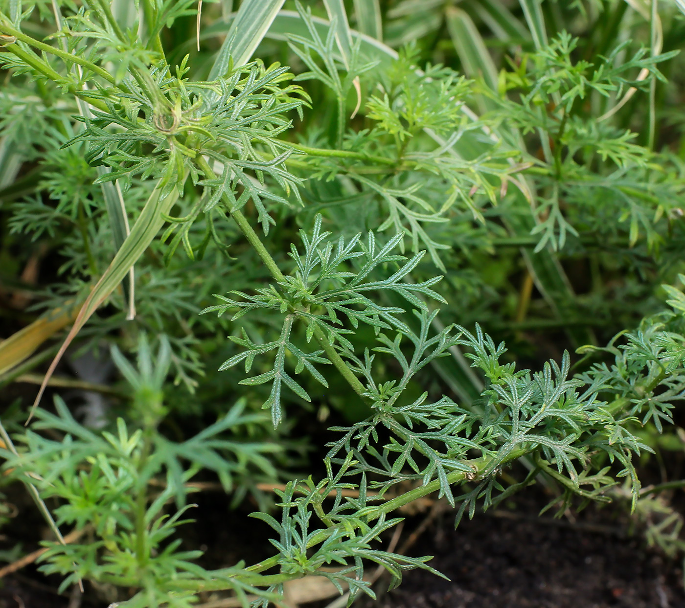 Изображение особи Glandularia pulchella.